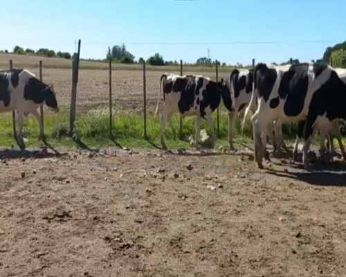 Lote Novillos