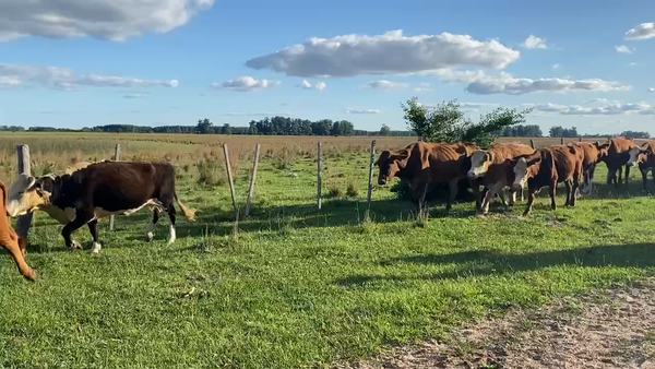 Lote 36 Vacas de invernar en Esquina, Corrientes