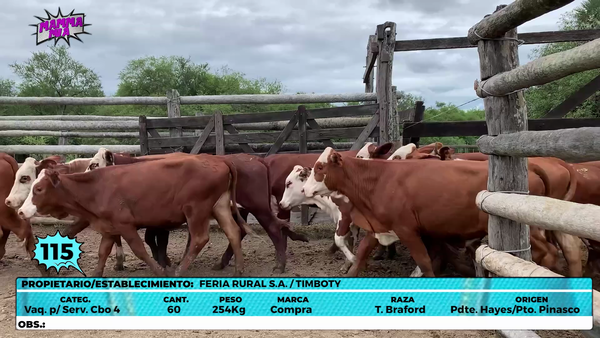 Lote LOTE 115