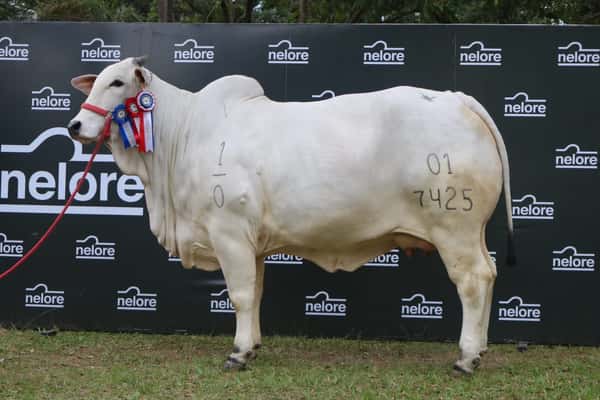 Lote LOTE PREÑEZ ELITE