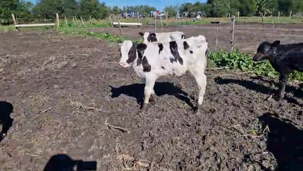 Lote 13 Terneros a remate en Pantalla Camy, San José