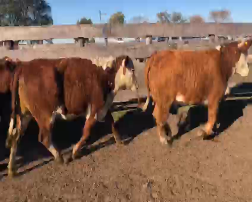 Lote 32 Vaquillonas C/ gtia de preñez en Villaguay, Entre Ríos