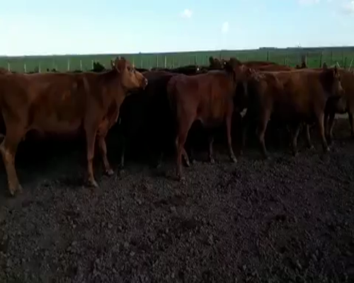 Lote 49 Vacas de invernar de 380Kg en Pila, Buenos Aires
