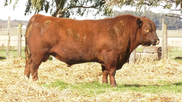 Lote TOROS PUROS POR CRUZA