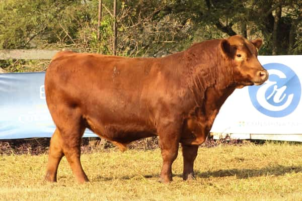 Lote CABAÑA COEMBOTÁ: RP 625