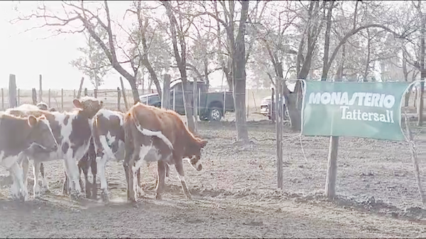 Lote 54 Terneros en 30 de Agosto