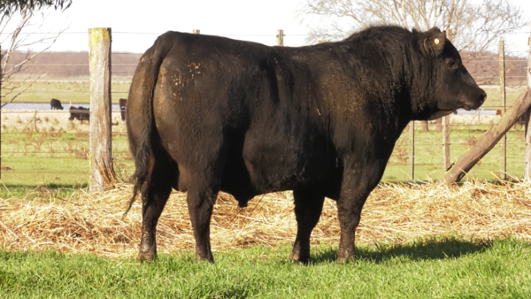 Lote TOROS PUROS DE PEDIGREE