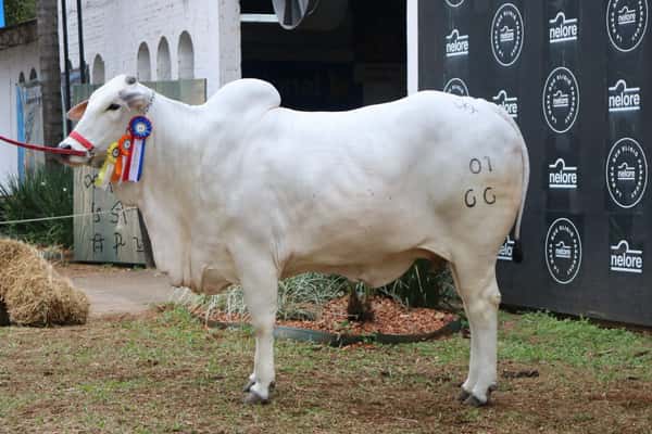 Lote Nelore a Bozal Expo Internacional 2022 RP 66- Lote 19