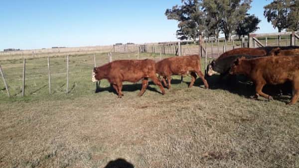 Lote 23 Terneros/as en arboledas, Buenos Aires