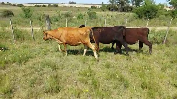 Lote 8 Terneras Angus