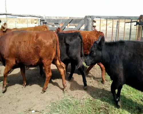Lote 15 Vaquillonas en Rauch, Buenos Aires