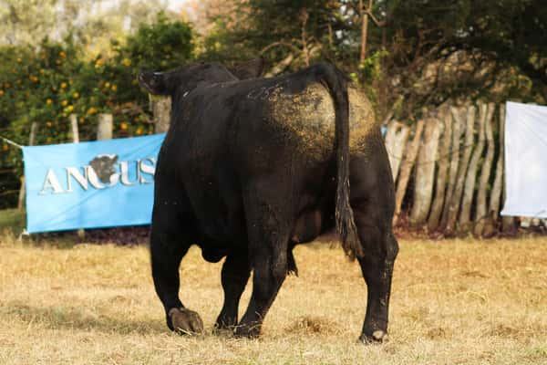 Lote CABAÑA COEMBOTÁ: RP 255