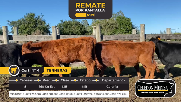 Lote 8 Terneras en Colonia