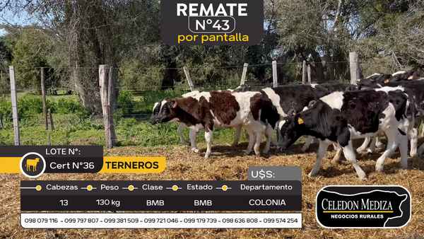 Lote 13 Terneros en Artilleros, Colonia