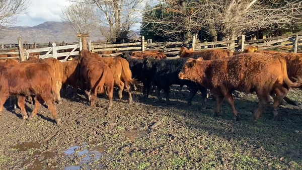 Lote 31 Ternero en Cochrane, XI Región Aysén