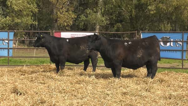 Lote VAQUILLONAS ANGUS  PP REPOSICIÓN LA LEGUA