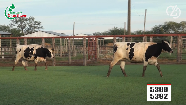 Lote Vaquillas Holando