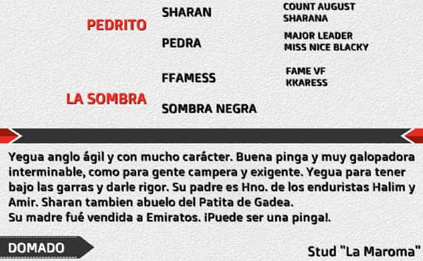Lote SOMBRA GRIS