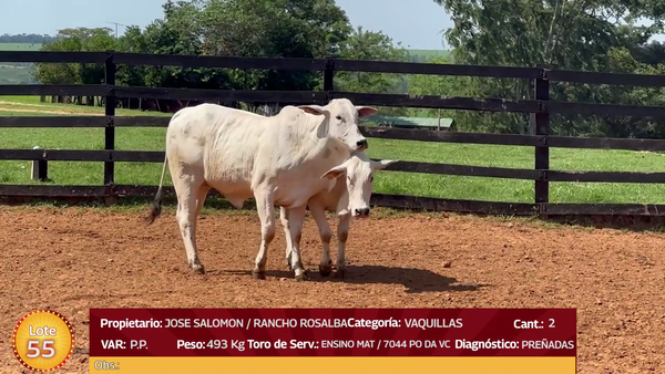 Lote LOTE  55