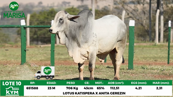 Lote Lote 10