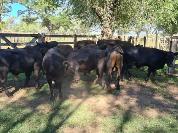 Lote 12 Novillitos en Gral. Lamadrid, Buenos Aires