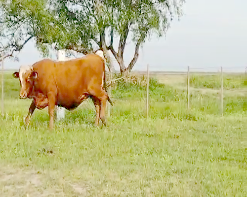 Lote 62 Vacas en Empedrado, Corrientes