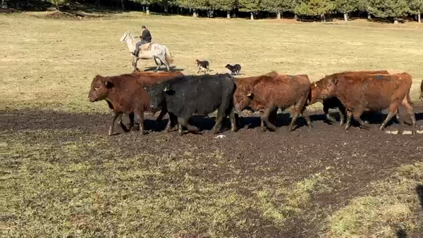 Lote 65 Ternero en Coyhaique, XI Región Aysén