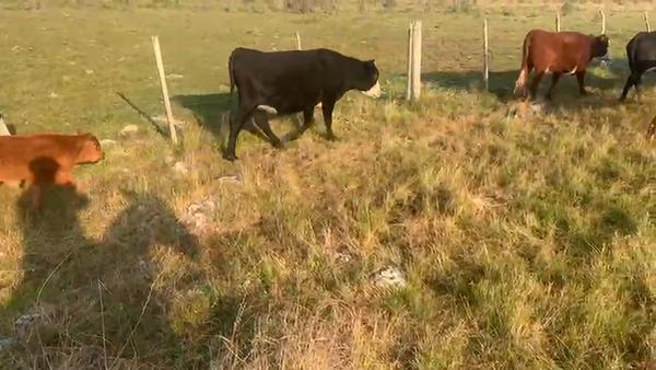 Lote 53 Vaquillonas preñadas