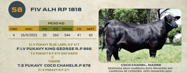 Lote LOTE 58