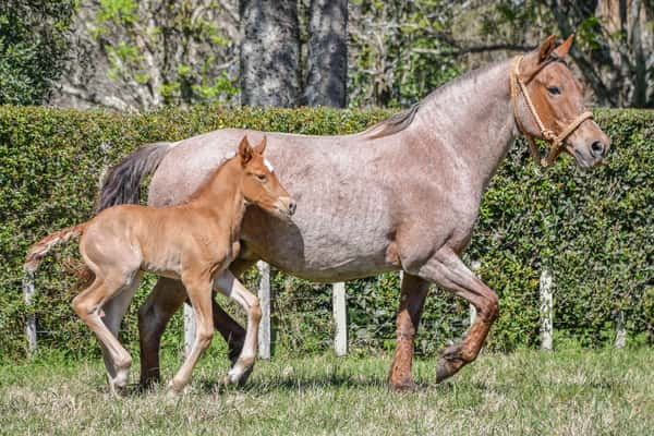 Lote Lote 12 Regalona del Paso rp 168