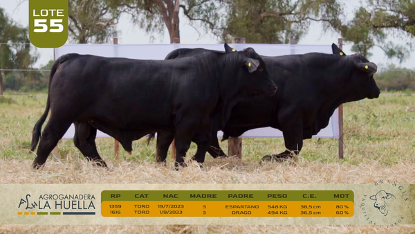 Lote LOTE 55