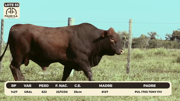 Lote LOTE 55