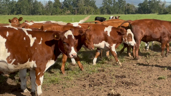 Lote 34 Novillo Engorda en Paillaco, XIV Región Los Ríos