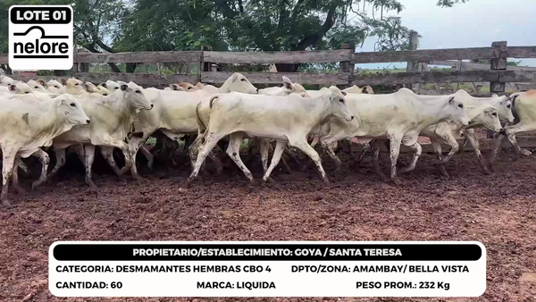 Lote LOTE 1