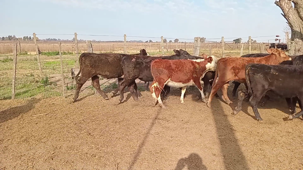 Lote 20 Terneras Braford y sus cruzas en Naré, Santa Fe