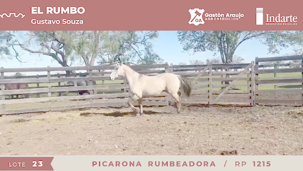 Lote PICARONA RUMBEADORA