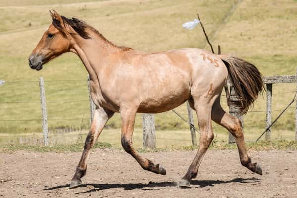 Lote MANGRULLO PITUCA