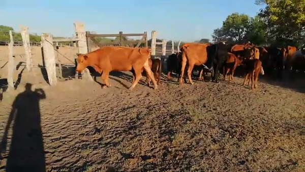 Lote 42 Vacas nuevas C/ cria en Federal, Entre Ríos