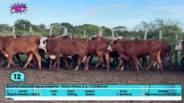 Lote LOTE 12