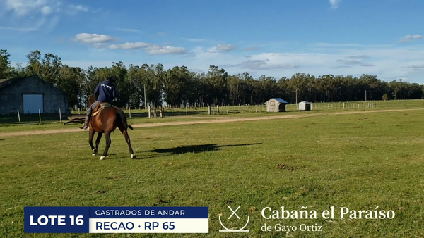 Lote RP 65 - Recao