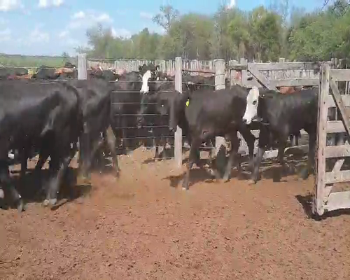 Lote 70 Novillos en Quimilí, Santiago del Estero