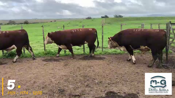 Lote 3 Toros Hereford Pi a remate en 3° Remate Doña Adela, Treinta y Tres