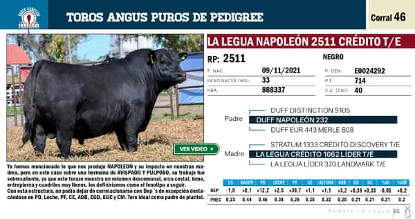 Lote TOROS ANGUS PP