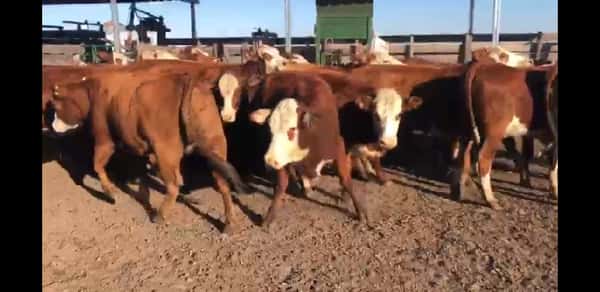 Lote 32 Vaquillonas C/ gtia de preñez en Villaguay, Entre Ríos