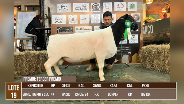 Lote LOTE 19