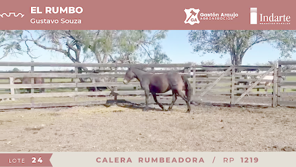 Lote CALERA RUMBEADORA