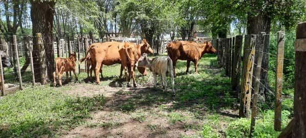 Lote 6 Vacas Paridas en Gral. Lamadrid, Buenos Aires