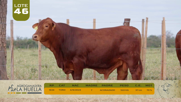 Lote LOTE 46
