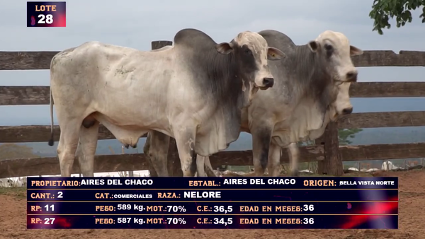 Lote AIRES DEL CHACO SA - LOTE 28