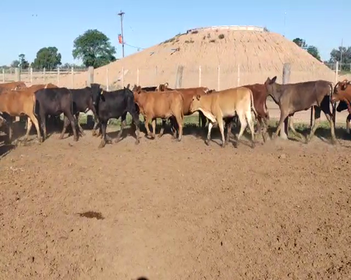Lote 110 Terneras en Quimilí, Santiago del Estero